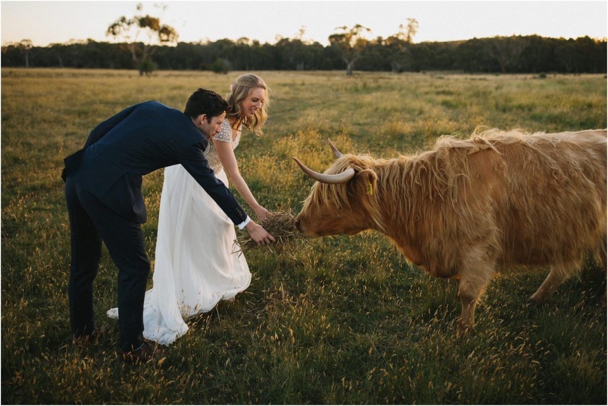 A newly married couple pat a highland cow at their Aghadoe Estate wedding